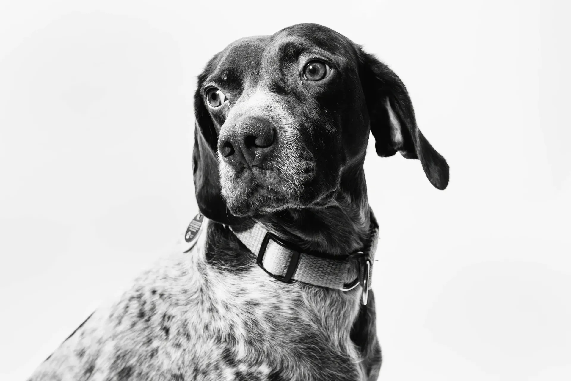 Mend Veterinary Rehabilitation Animal Physio Contact Us