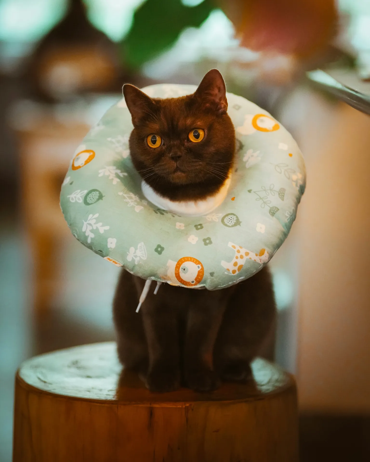 Post-Surgical and Post-Injury Rehabilitation